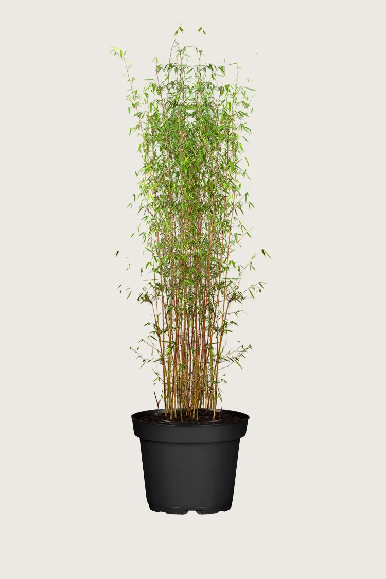 Kiiltoruokobambu Jiuzhaigou 175cm Tuuhea | Plantinavia