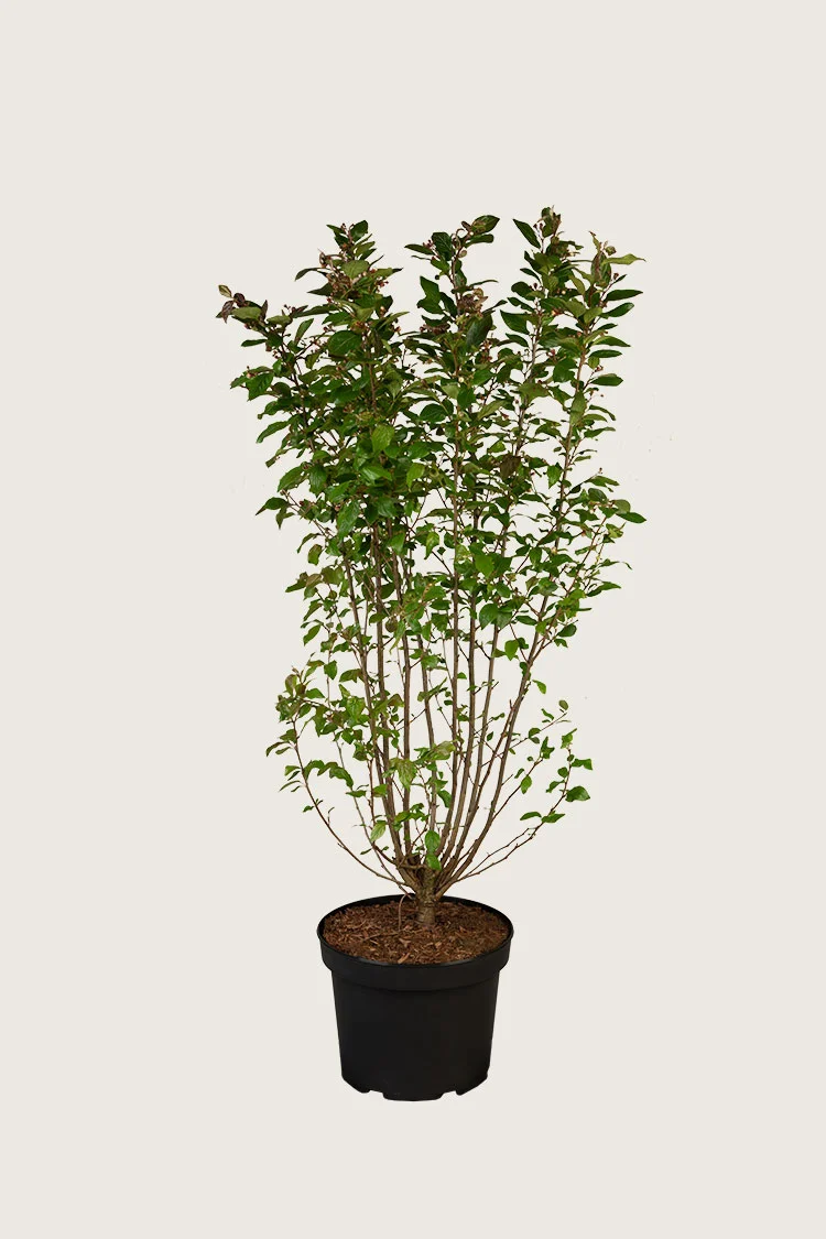 Kiiltotuhkapensas 100cm Hyvin tuuhea | Plantinavia