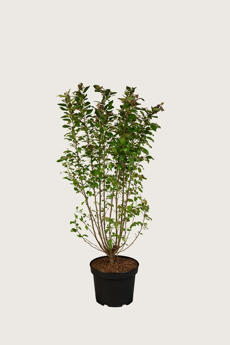 Kiiltotuhkapensas 80cm Hyvin tuuhea | Plantinavia