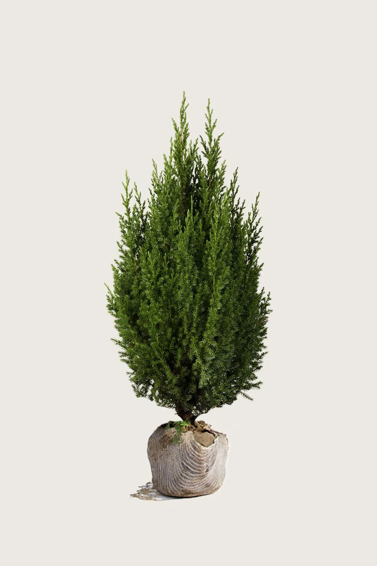 Kiinankataja 200cm Hyvin tuuhea | Plantinavia