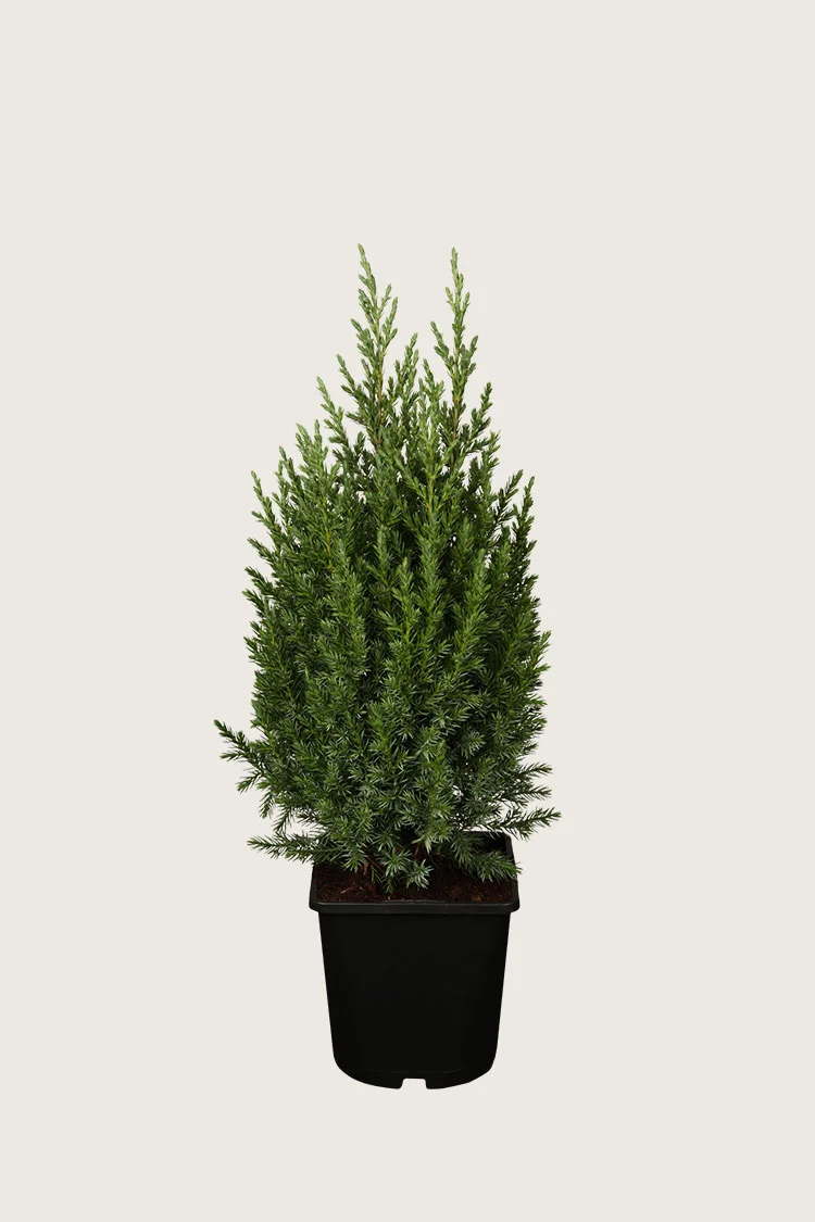 Kiinankataja 100cm Hyvin tuuhea | Plantinavia