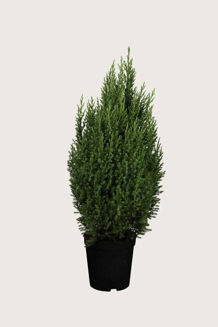 Kiinankataja 175cm Hyvin tuuhea | Plantinavia