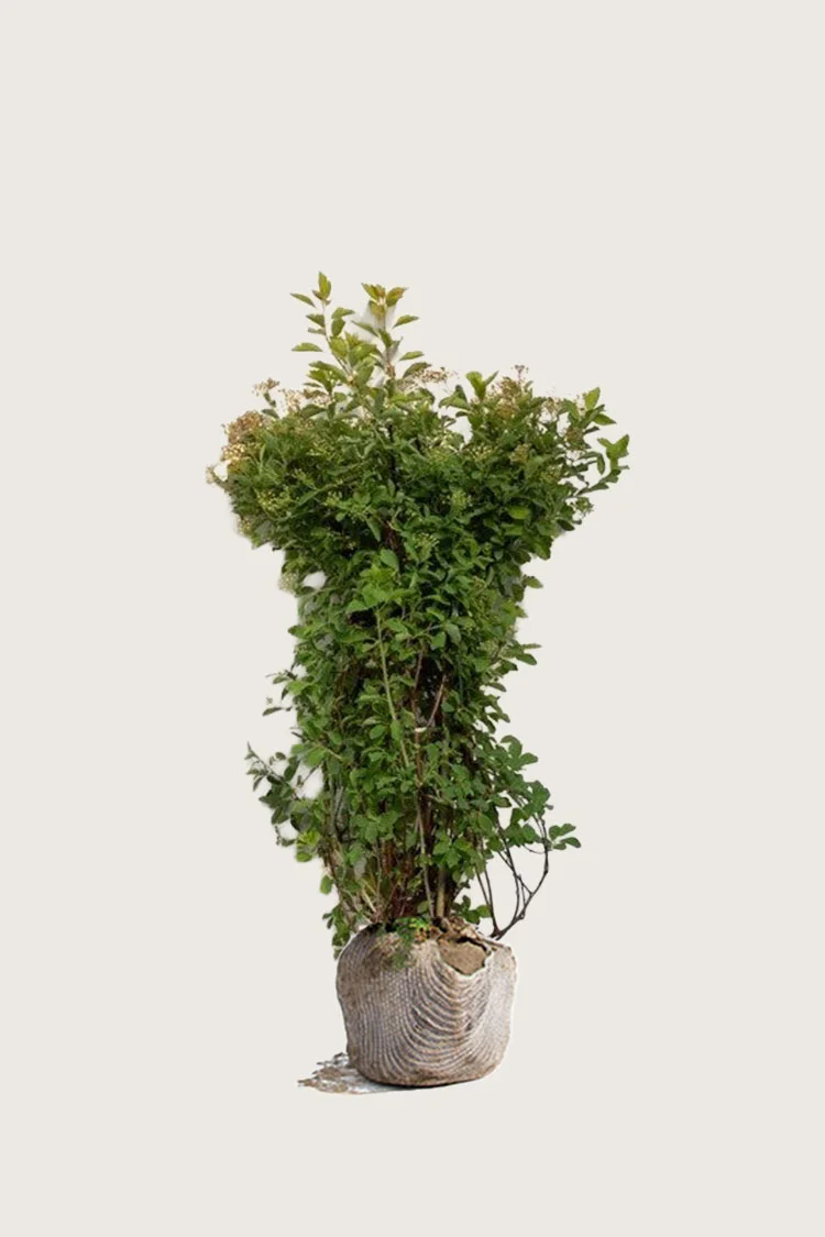 Kinosangervo 100cm Hyvin tuuhea | Plantinavia