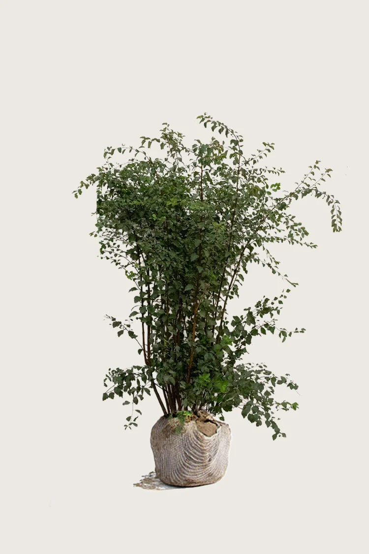 Kinosangervo 150cm Hyvin tuuhea | Plantinavia