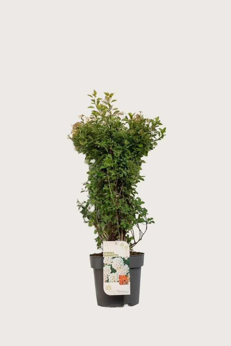Kinosangervo 60cm Hyvin tuuhea | Plantinavia