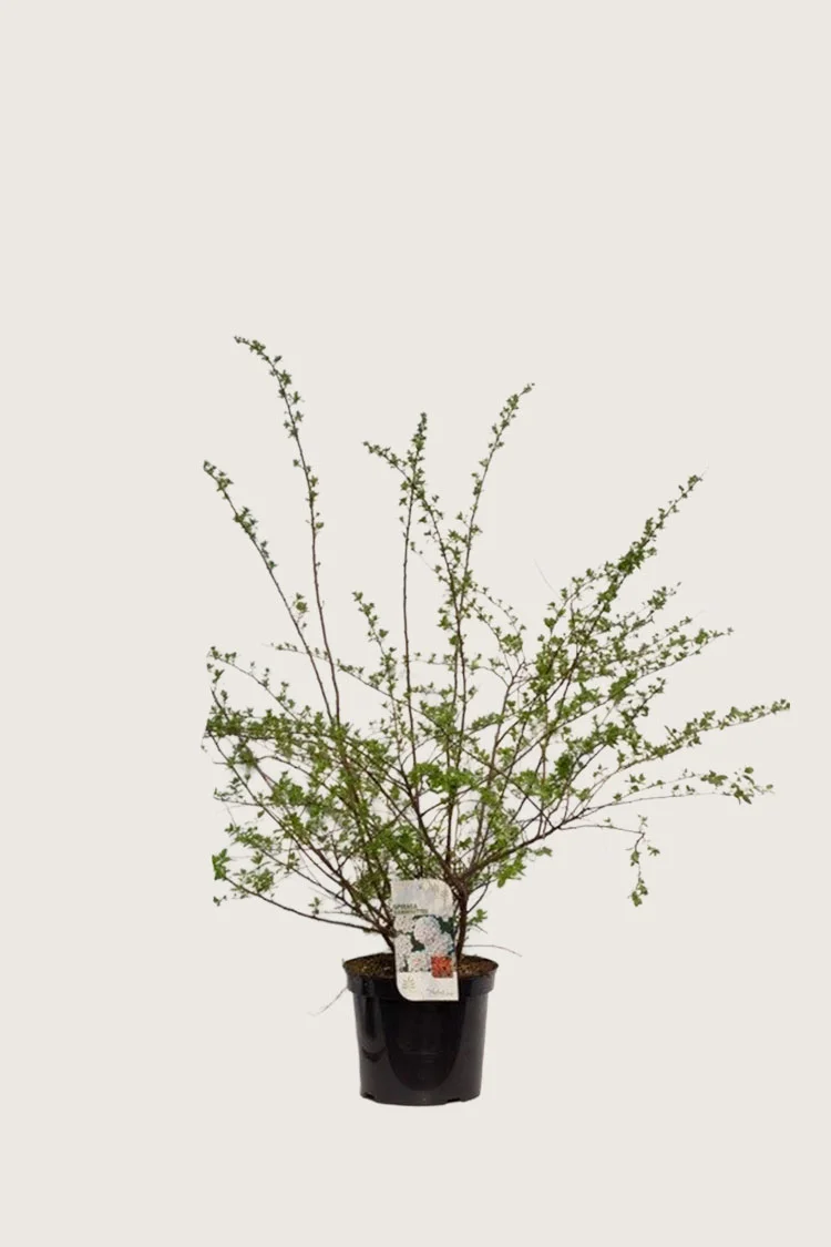 Kinosangervo 40cm Tuuhea | Plantinavia