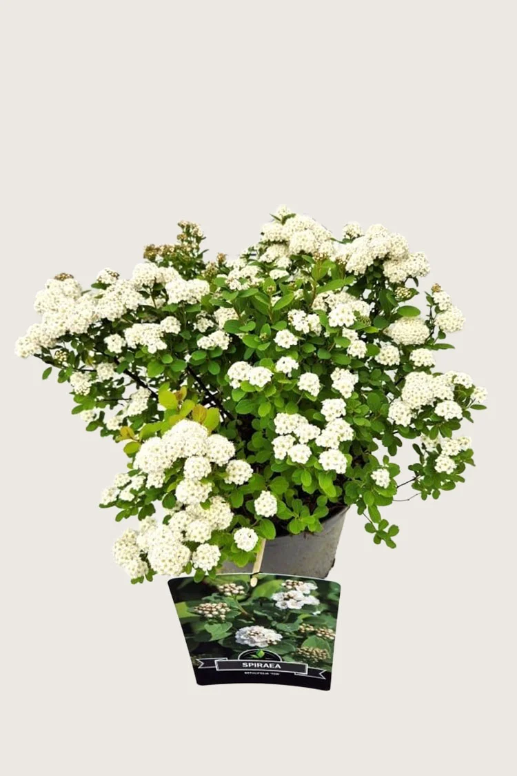 Koivuangervo 50cm Tuuhea | Plantinavia