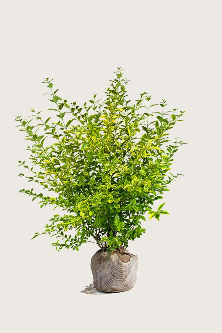 Kullankirjava likusterilajike 125cm Hyvin tuuhea | Plantinavia
