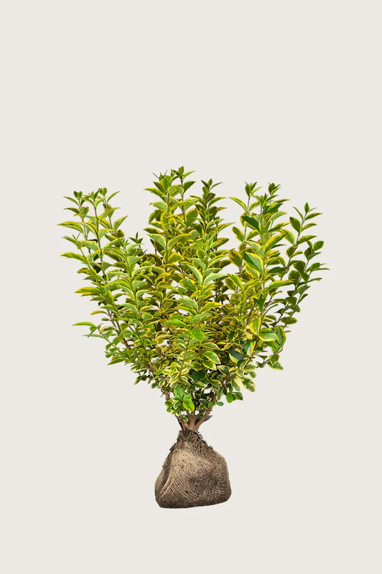 Kullankirjava likusterilajike 80cm Hyvin tuuhea | Plantinavia