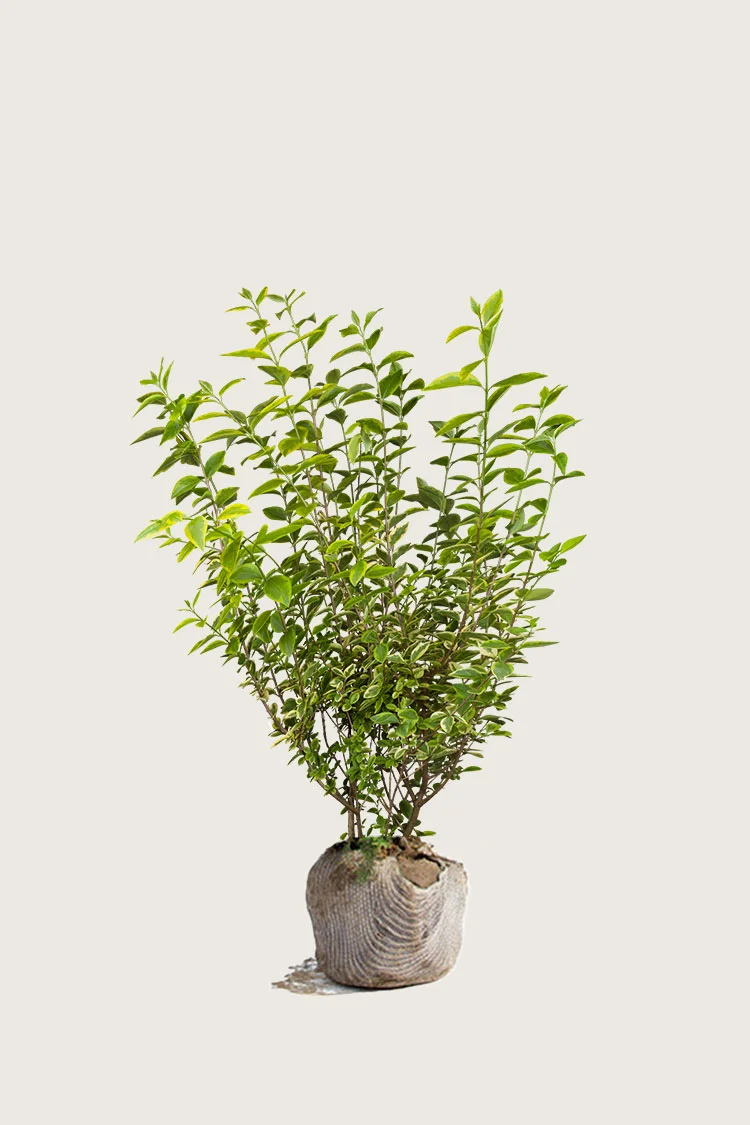 Kullankirjava likusterilajike 125cm Tuuhea | Plantinavia