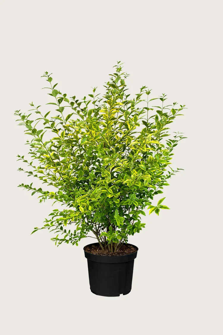 Kullankirjava likusterilajike 100cm Hyvin tuuhea | Plantinavia