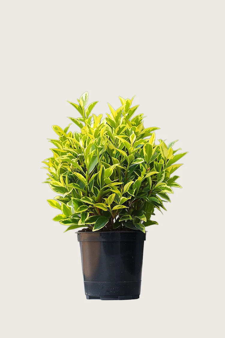 Kullankirjava likusterilajike 80cm Hyvin tuuhea | Plantinavia