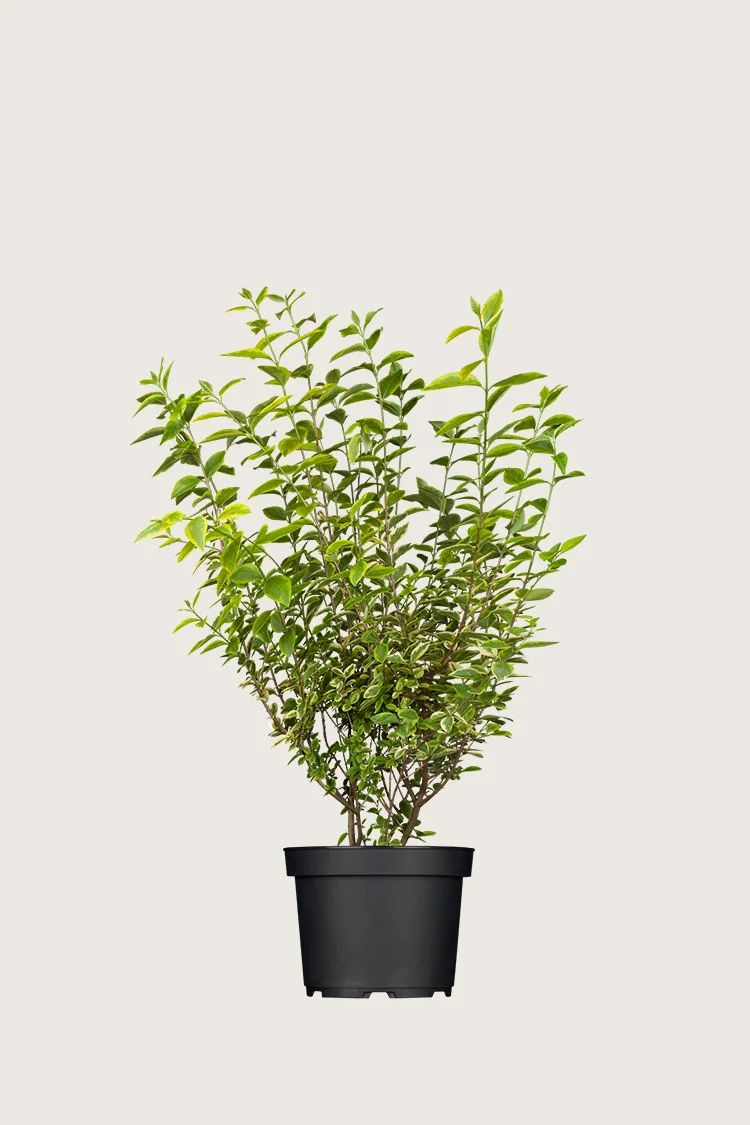 Kullankirjava likusterilajike 60cm Tuuhea | Plantinavia
