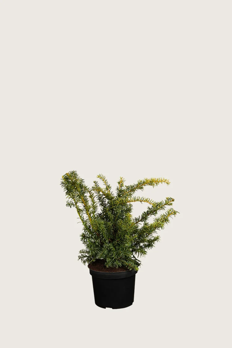 Kultainen euroopanmarjakuusi 20cm Tuuhea | Plantinavia
