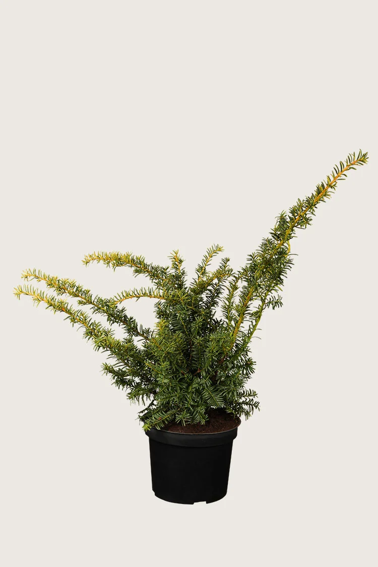 Kultainen euroopanmarjakuusi 25cm Tuuhea | Plantinavia