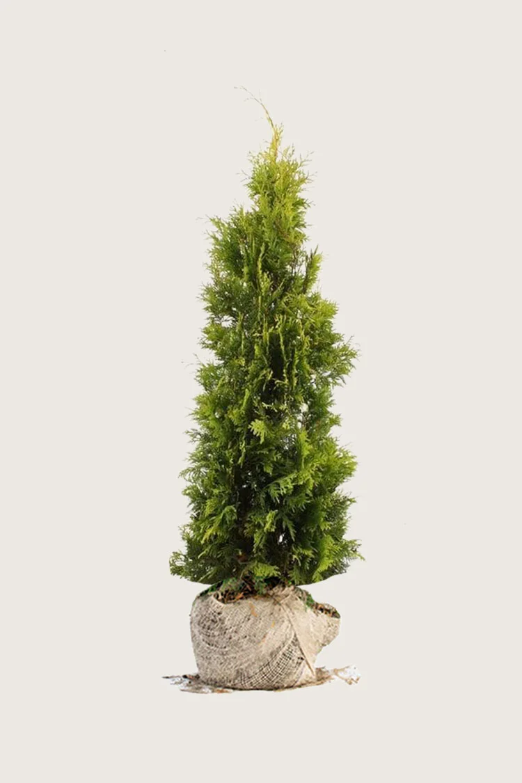 Kultatuija 125cm Hyvin tuuhea | Plantinavia
