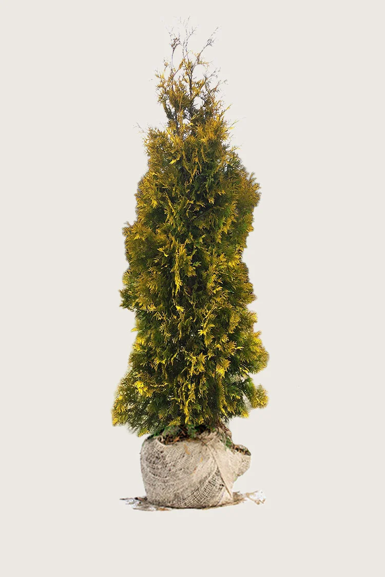 Kultatuija 300cm Hyvin tuuhea | Plantinavia