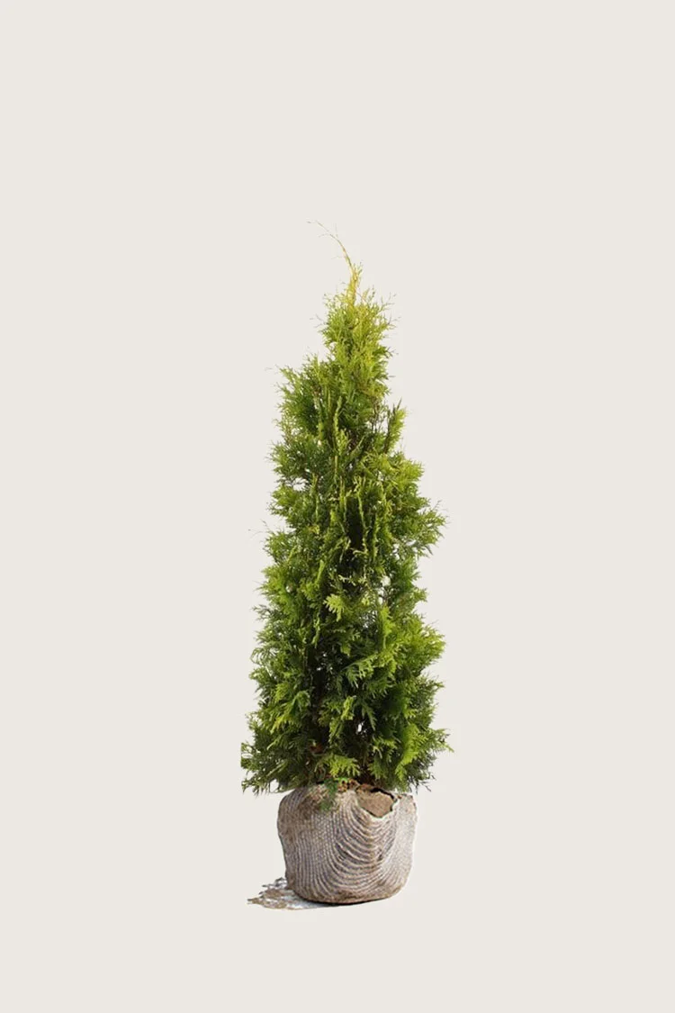 Kultatuija 80cm Hyvin tuuhea | Plantinavia
