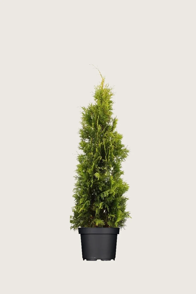 Kultatuija 100cm Hyvin tuuhea | Plantinavia