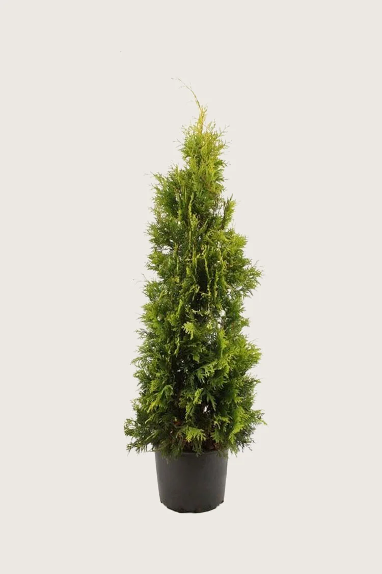 Kultatuija 125cm Hyvin tuuhea | Plantinavia
