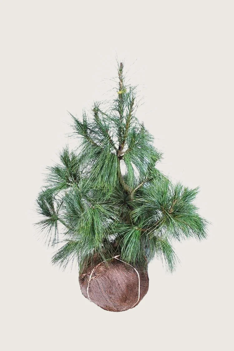 Kyynelmänty 125cm Hyvin tuuhea | Plantinavia