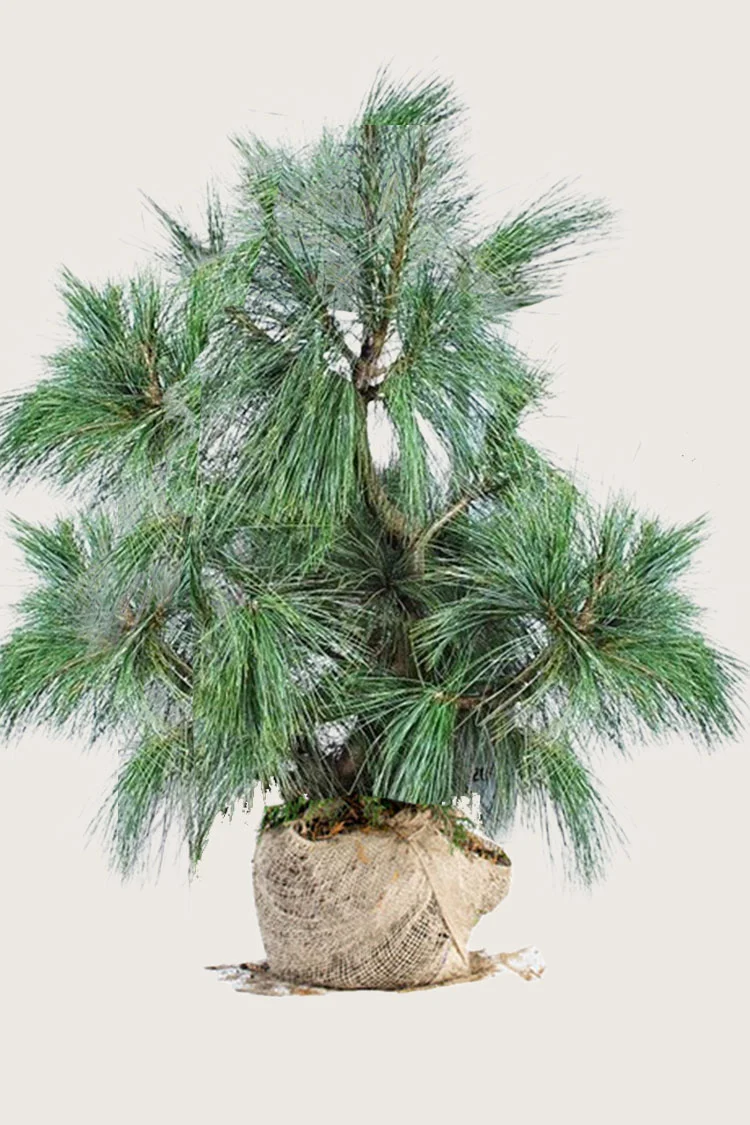 Kyynelmänty 250cm Hyvin tuuhea | Plantinavia