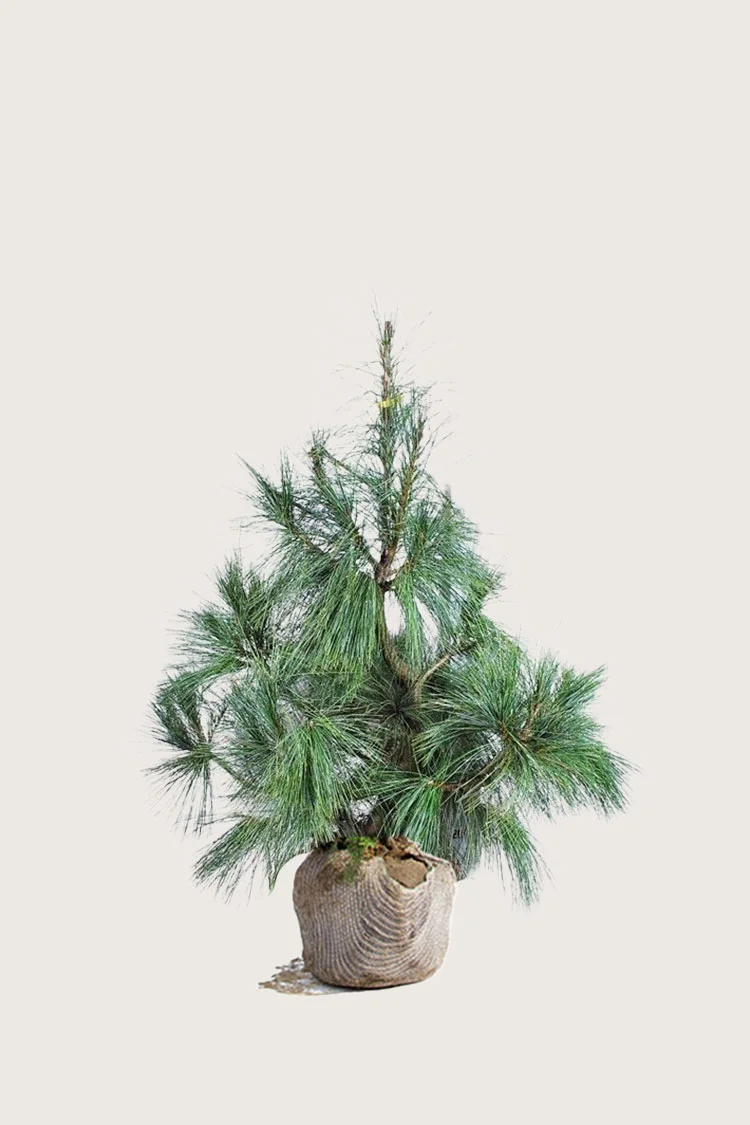 Kyynelmänty 80cm Hyvin tuuhea | Plantinavia