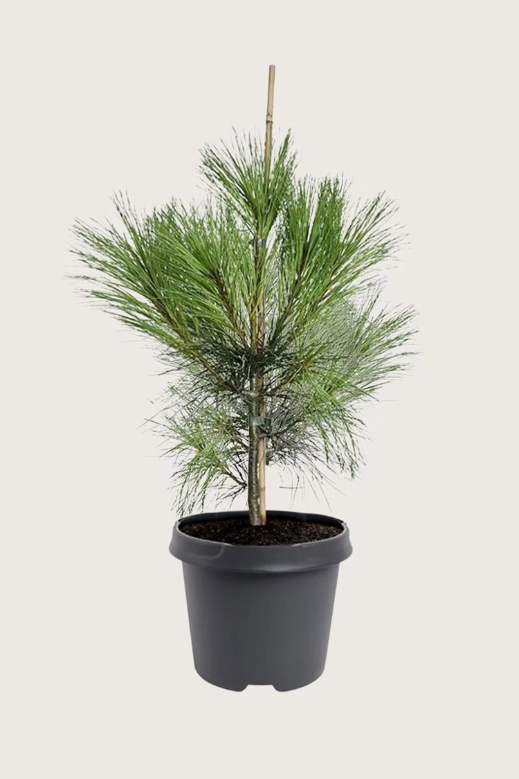 Kyynelmänty 125cm Hyvin tuuhea | Plantinavia