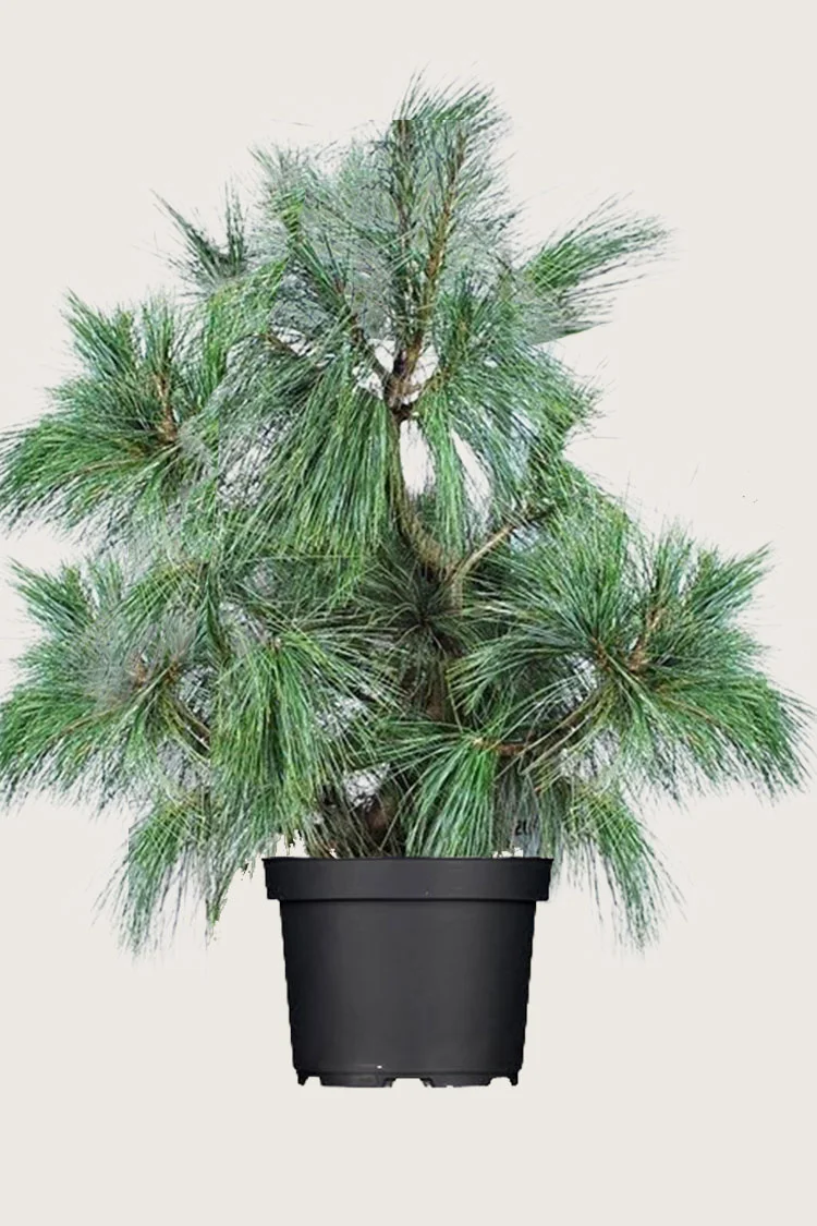 Kyynelmänty 250cm Hyvin tuuhea | Plantinavia