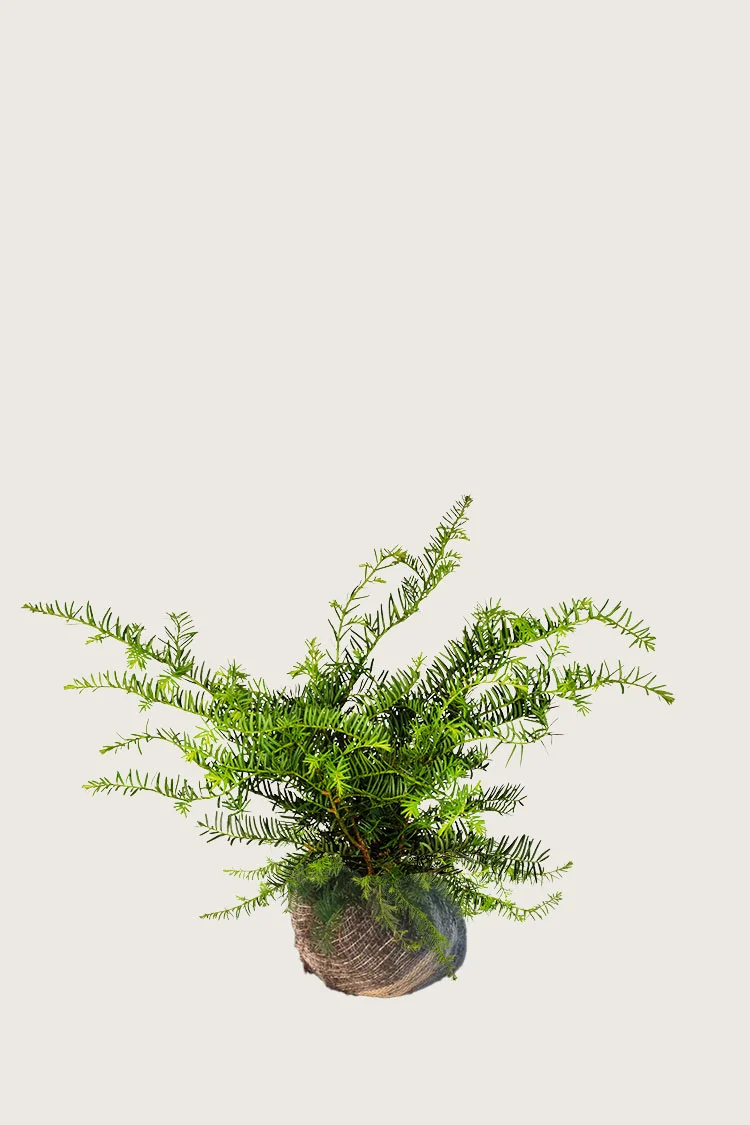 Laakamarjakuusi 40cm Hyvin tuuhea | Plantinavia