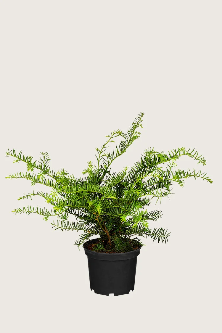Laakamarjakuusi 20cm Tuuhea | Plantinavia