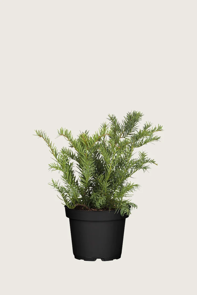Laakamarjakuusi 25cm Tuuhea | Plantinavia