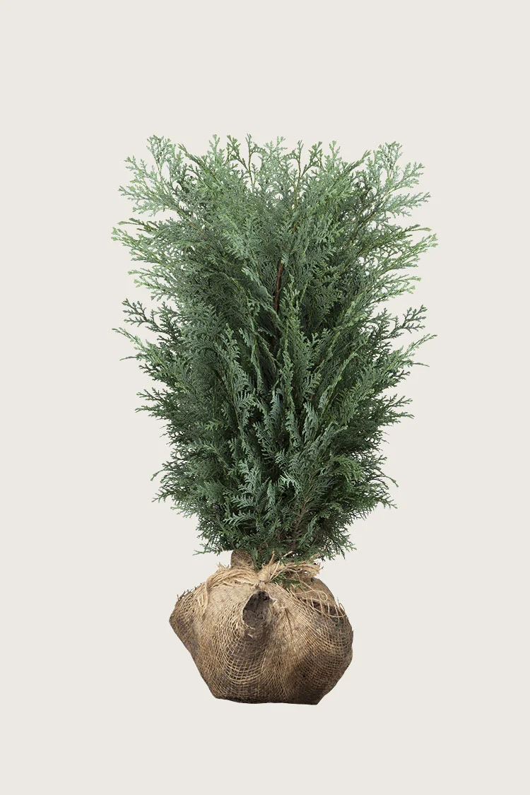 Lawsoninsypressi 150cm Hyvin tuuhea | Plantinavia