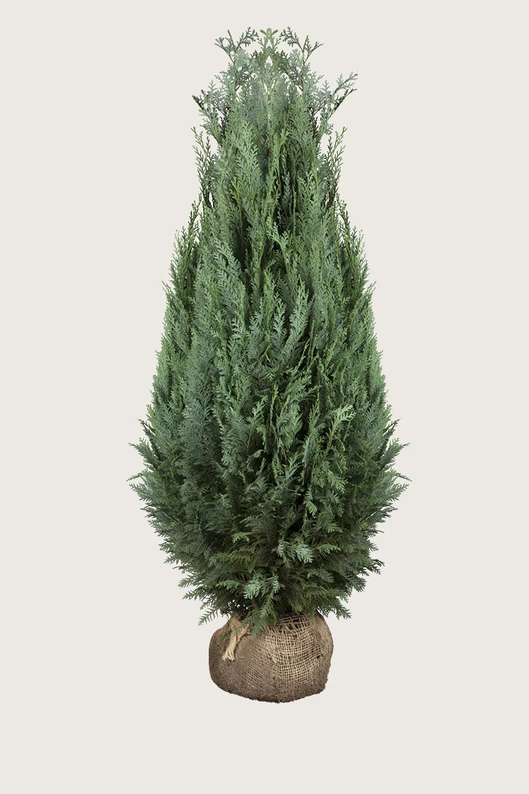 Lawsoninsypressi 250cm Hyvin tuuhea | Plantinavia