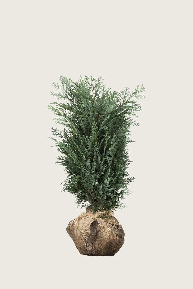 Lawsoninsypressi 60cm Hyvin tuuhea | Plantinavia