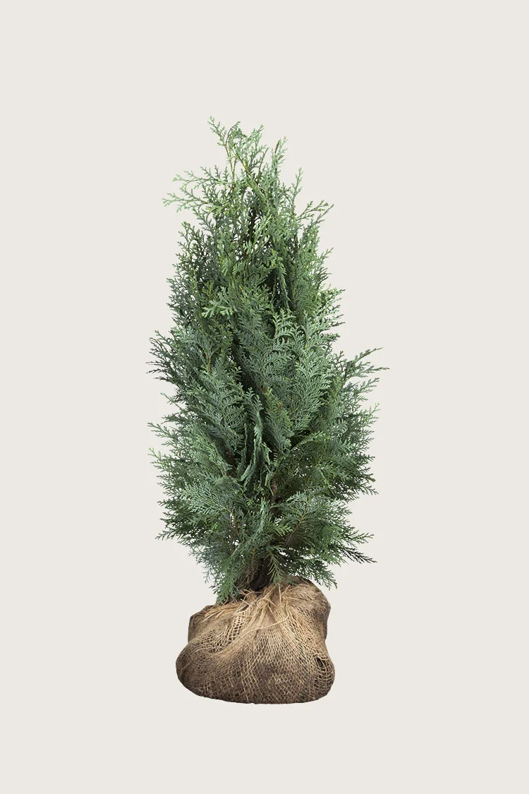 Lawsoninsypressi 100cm Tuuhea | Plantinavia