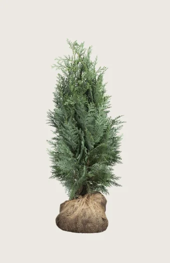 Lawsoninsypressi 175cm Tuuhea | Plantinavia