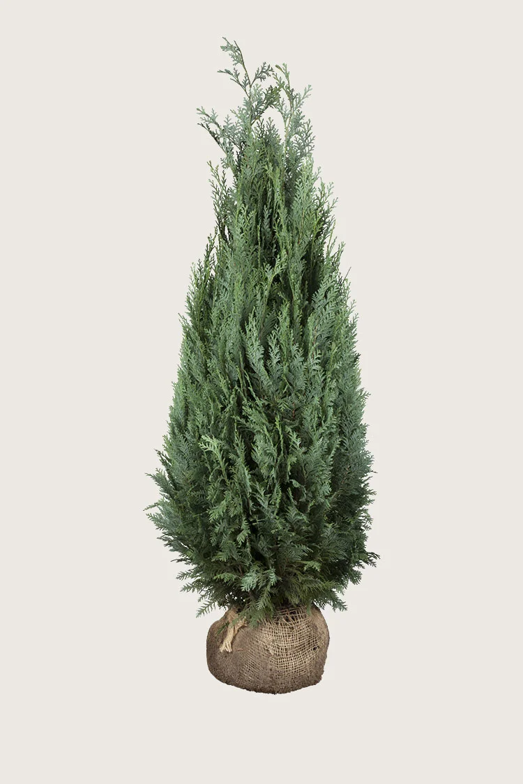 Lawsoninsypressi 200cm Tuuhea | Plantinavia