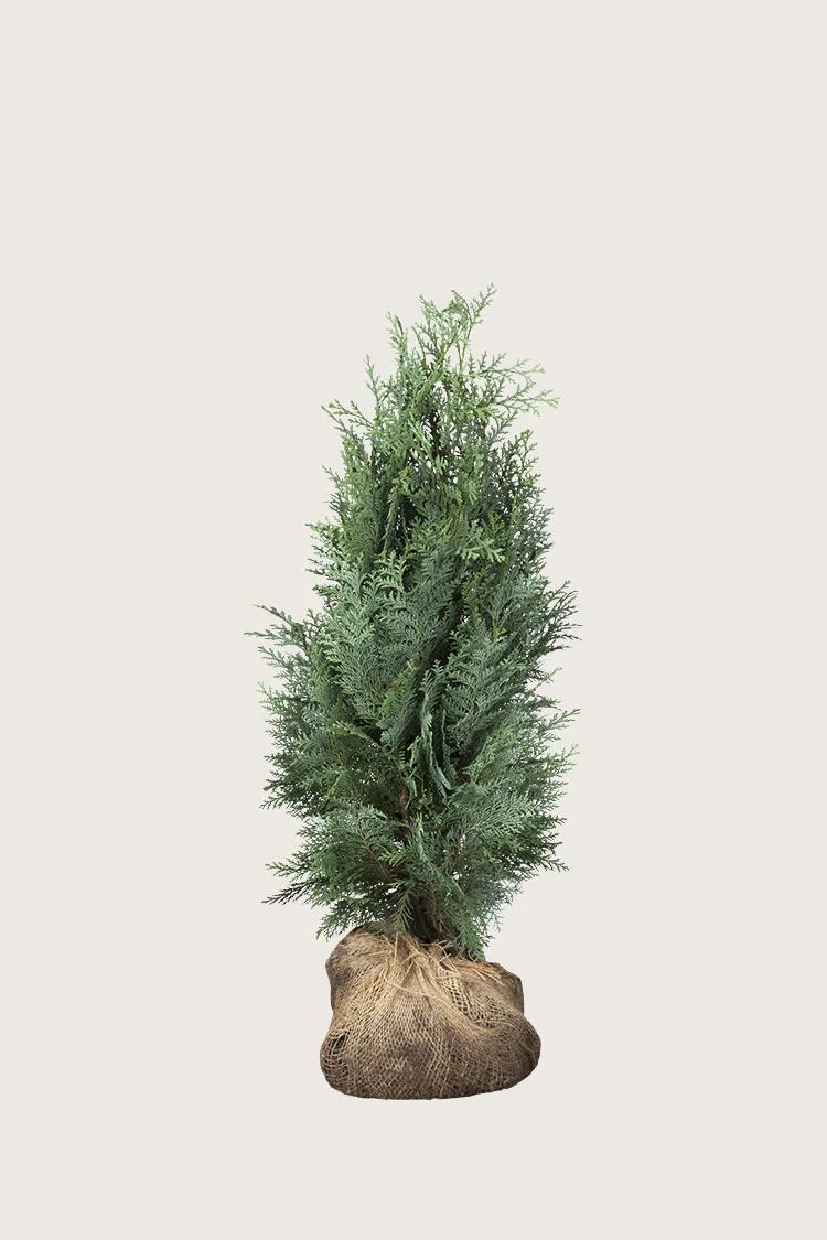 Lawsoninsypressi 60cm Tuuhea | Plantinavia