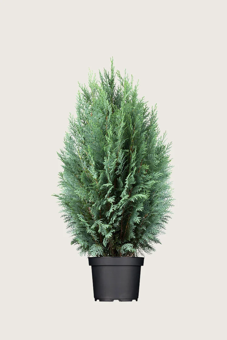 Lawsoninsypressi 100cm Hyvin tuuhea | Plantinavia