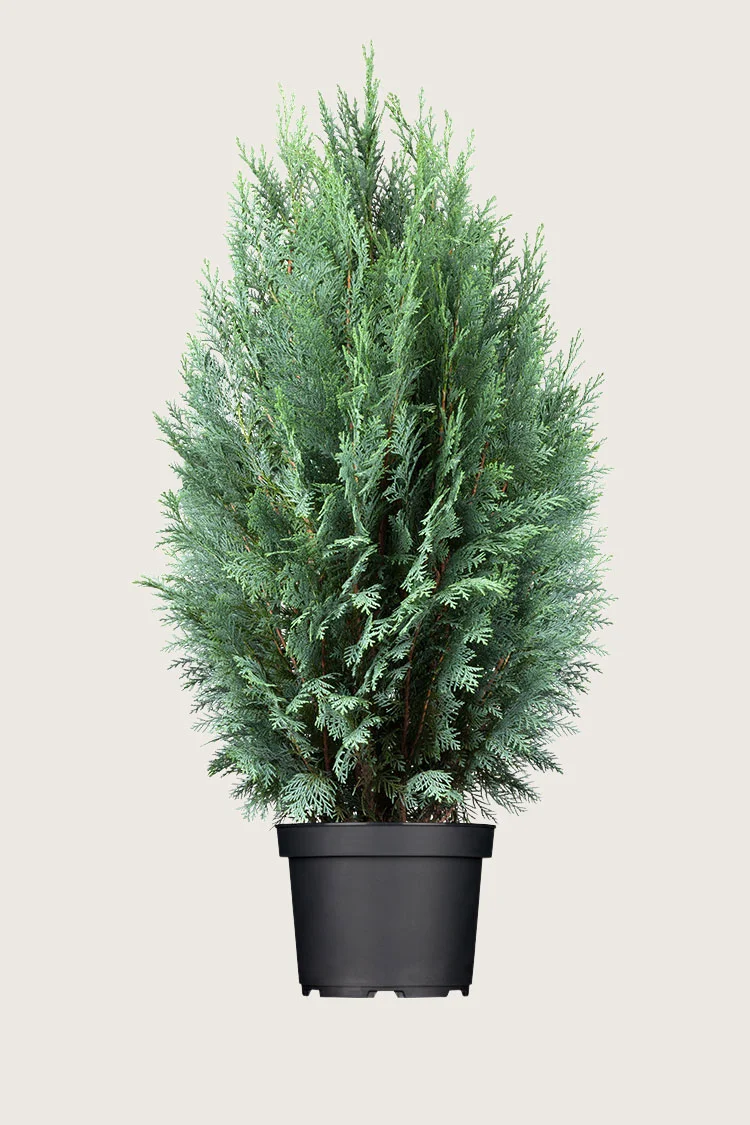 Lawsoninsypressi 200cm Hyvin tuuhea | Plantinavia
