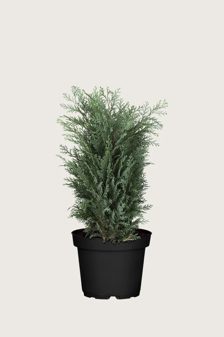 Lawsoninsypressi 60cm Hyvin tuuhea | Plantinavia