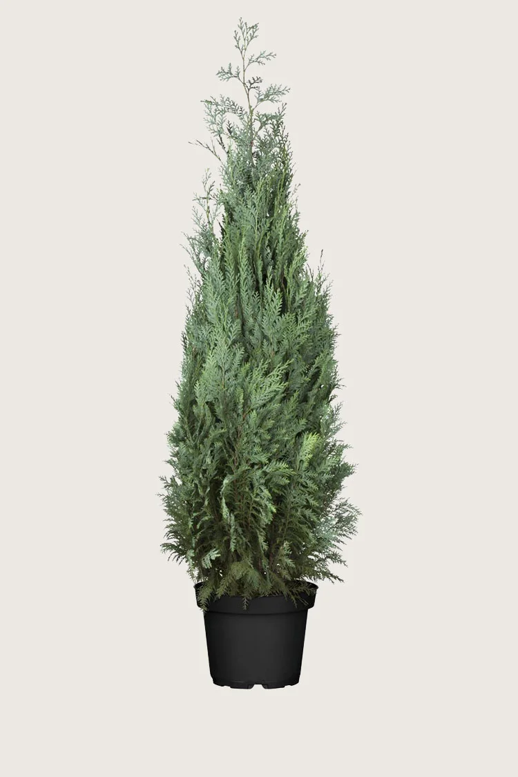 Lawsoninsypressi 300cm Tuuhea | Plantinavia