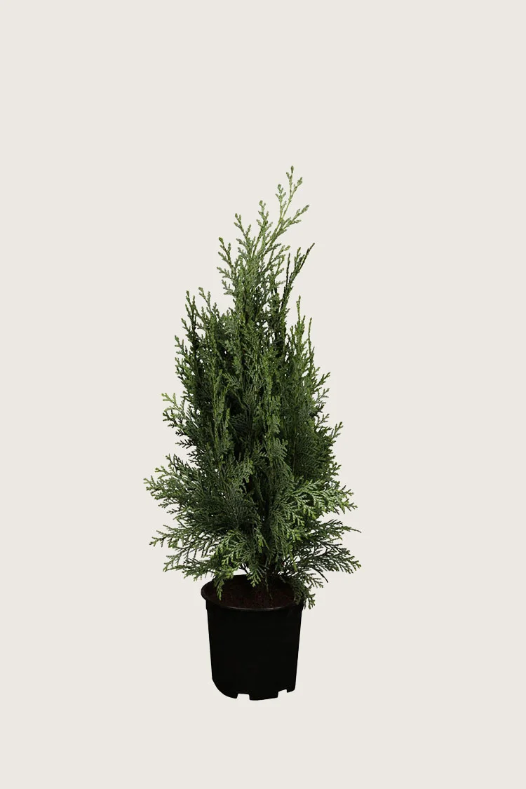 Lawsoninsypressi 80cm Tuuhea | Plantinavia