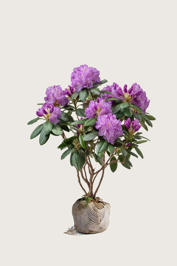 Liila Puistoalppiruusu 80cm Hyvin tuuhea | Plantinavia
