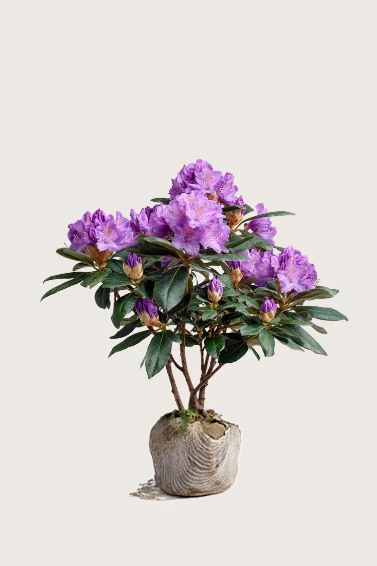 Liila Puistoalppiruusu 80cm Tuuhea | Plantinavia