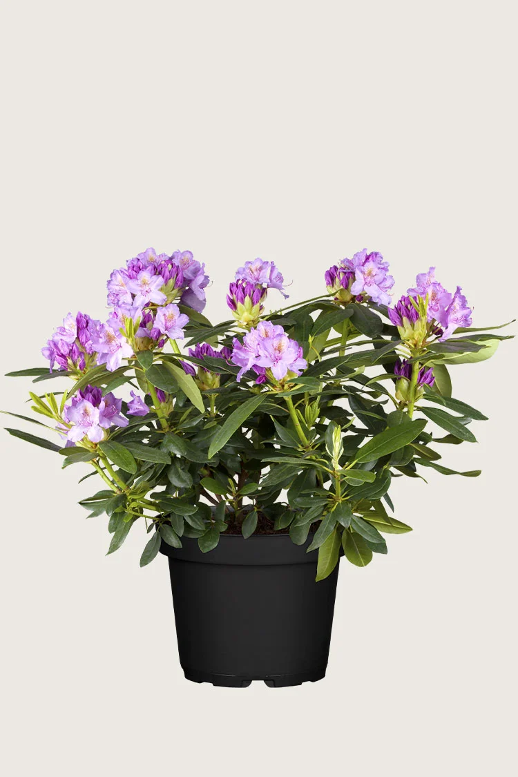 Liila Puistoalppiruusu 80cm Hyvin tuuhea | Plantinavia