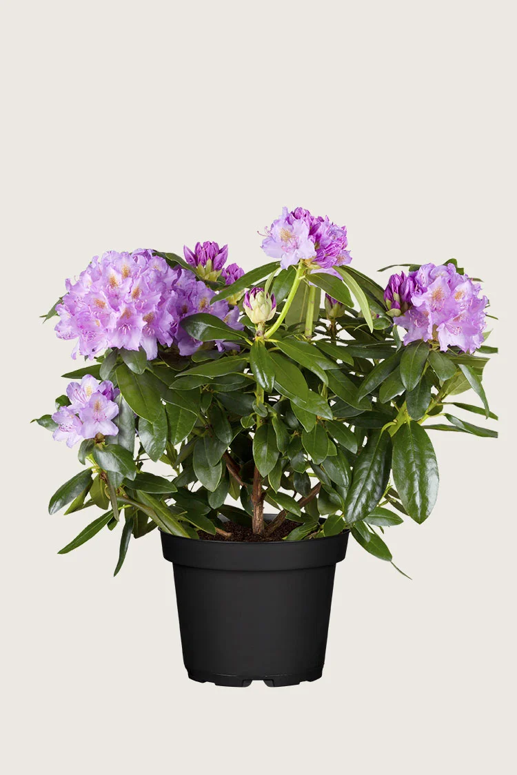 Liila Puistoalppiruusu 60cm Tuuhea | Plantinavia