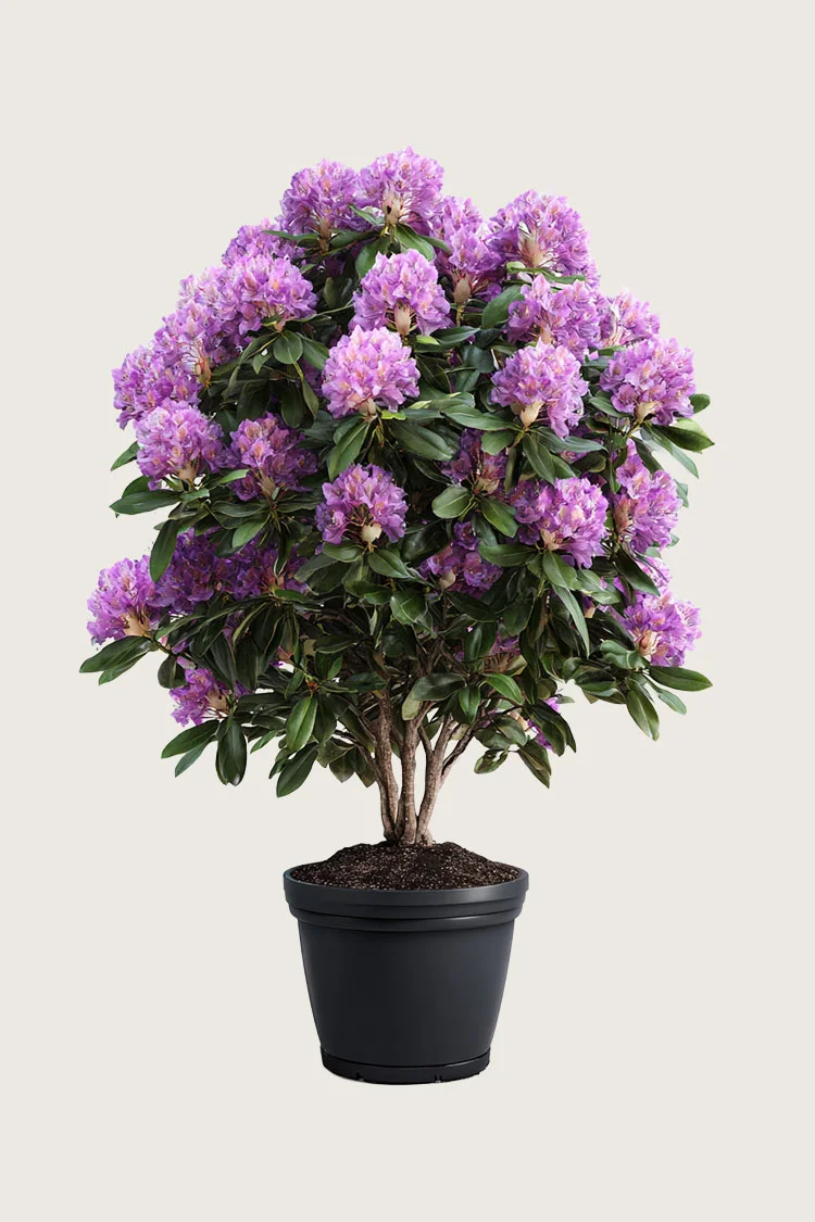 Liila Puistoalppiruusu 150cm Hyvin tuuhea | Plantinavia