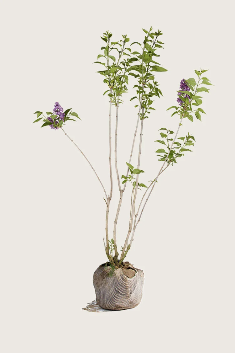 Liila syreeni 125cm Hyvin tuuhea | Plantinavia